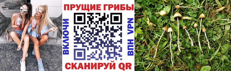 купить наркотики цена  OMG ТОР  Псилоцибиновые грибы MAGIC MUSHROOMS  Уварово 